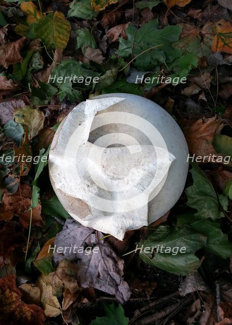 Giant Puff Ball. Creator: Tom Artin.