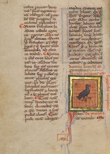 A Blackbird; Bestiary, about 1270. Creator: Unknown.