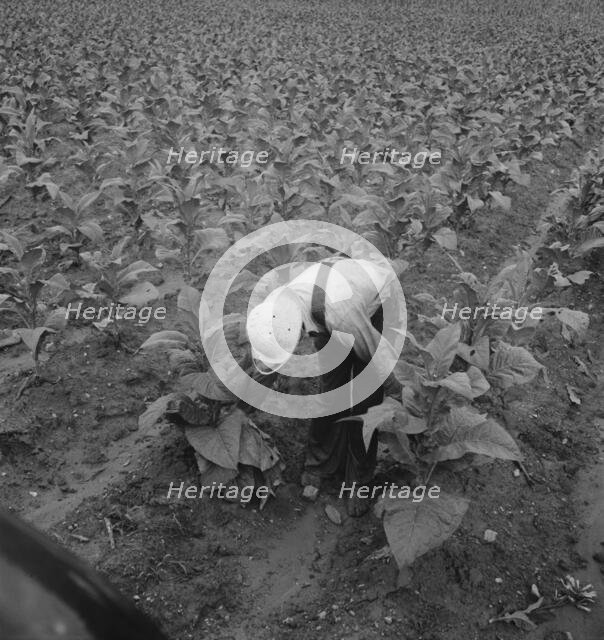White sharecropper priming tobacco early in the morning, Shoofly, North Carolina, 1939. Creator: Dorothea Lange.