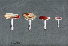 The sickener fungus (Russula emetica): four fruiting bodies. Creator: Unknown.