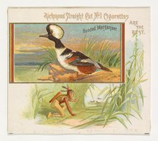 Hooded Merganser, from the Game Birds series (N40) for Allen & Ginter Cigarettes, 1888-90. Creator: Allen & Ginter.
