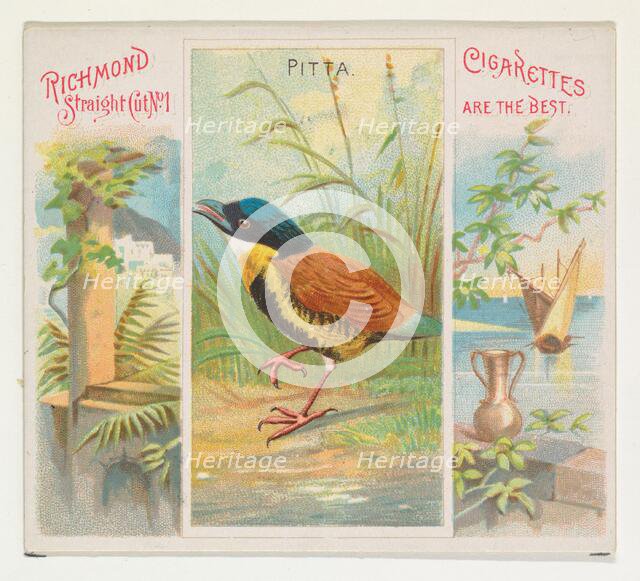 Pitta, from Birds of the Tropics series (N38) for Allen & Ginter Cigarettes, 1889. Creator: Allen & Ginter.