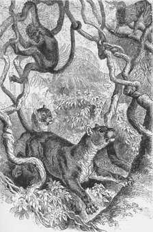 'The Puma',  c1885, (1890). Artist: Robert Taylor Pritchett.