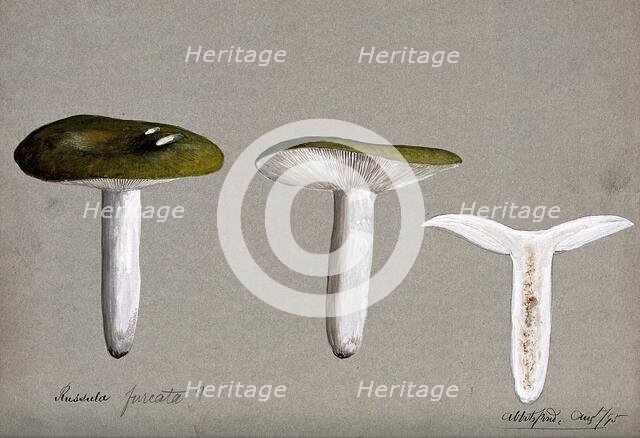A fungus (Russula species): three fruiting bodies, one sectioned, 1895. Creator: Unknown.