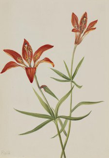 Lily (Lilium montanum), ca. 1900-1920. Creator: Mary Vaux Walcott.