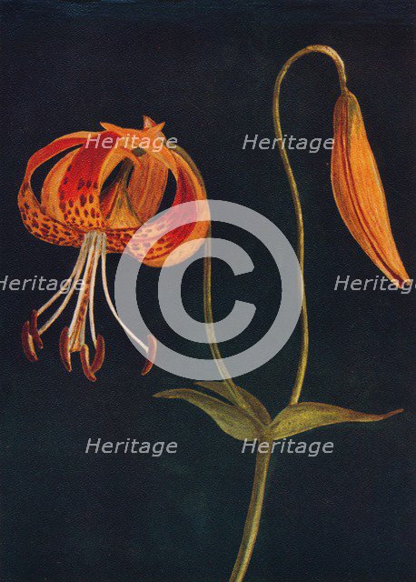 'Leopard Lily',  c1915, (1915). Artist: Emma Graham Clock.