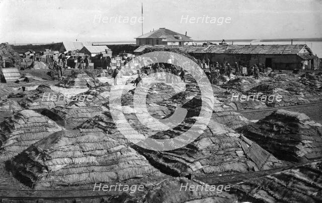 Fish salted using the dry Japanese method, folded into piles, 1910-1929. Creator: Ivan Emelianovich Larin.