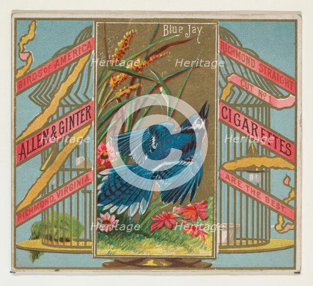 Blue Jay, from the Birds of America series (N37) for Allen & Ginter Cigarettes, 1888. Creator: Allen & Ginter.