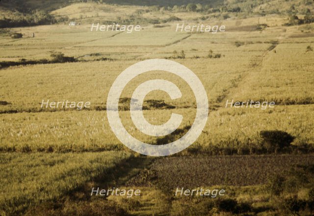 Sugar cane fields on the north-west part of the island, St. Croix island, Virgin Islands, 1941. Creator: Jack Delano.