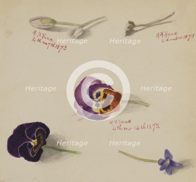 (Untitled--Flower Study), 1873. Creator: Mary Vaux Walcott.
