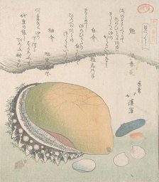 Awabi (Ear-Shell) and Various Shells, 19th century. Creator: Totoya Hokkei.