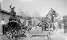 Horse Shows - Mrs. C.W. Watson Driving, 1911. Creator: Harris & Ewing.
