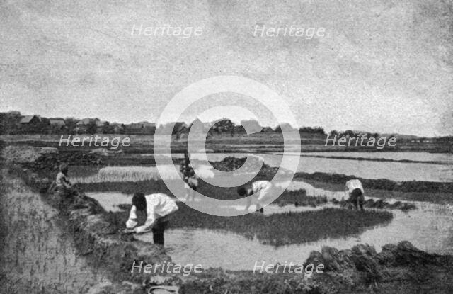 ''Une riziere a Madagascar; Iles Africaines de la mer des Indes', 1914. Creator: Unknown.