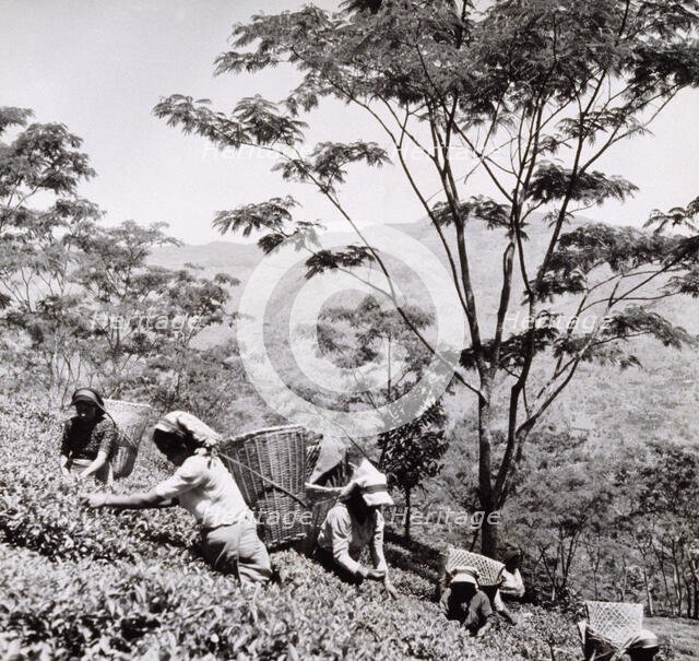 Tea pickers, Tista Valley Tea Gardens, Darjeeling District, 1950s-60s. Creator: Unknown.