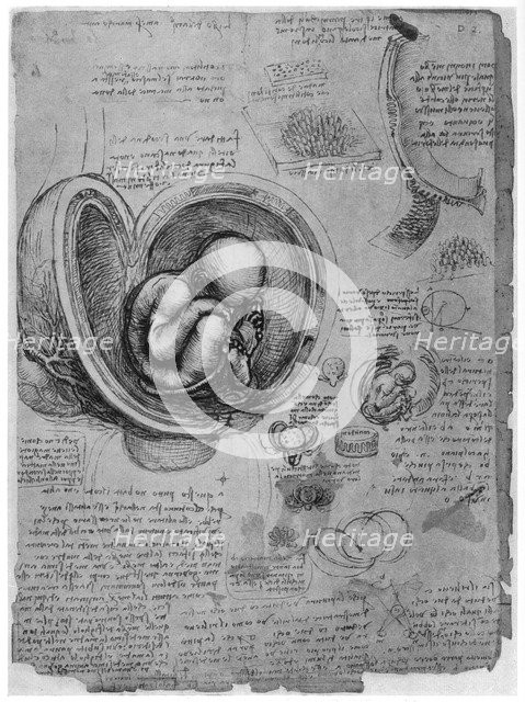 Anatomical sketch of a human foetus in the womb, c1510 (1954). Artist: Leonardo da Vinci