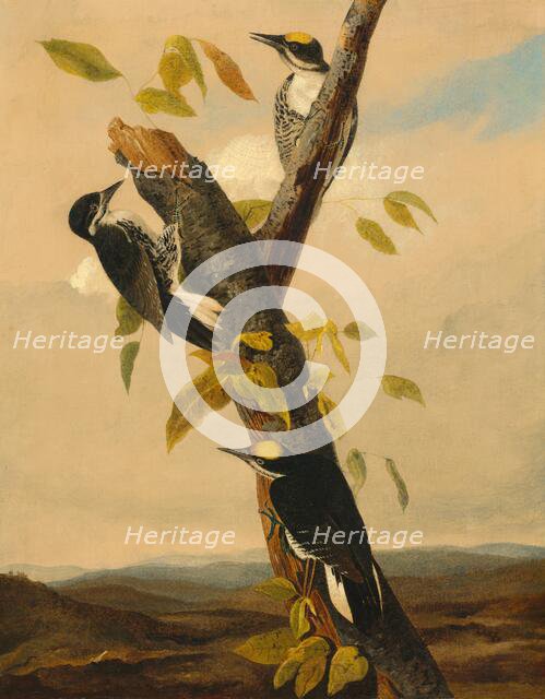 Black-Backed Three-Toed Woodpecker, 1831/1833. Creator: Joseph Bartholomew Kidd.