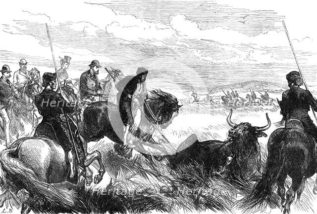 Throwing Bulls at Seville before the Prince of Wales, from a sketch by our special artist, 1876. Creator: L.B..