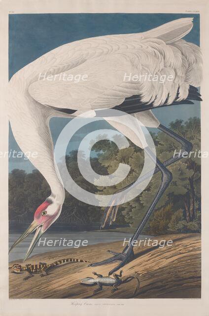 Hooping Crane, 1834. Creator: Robert Havell.