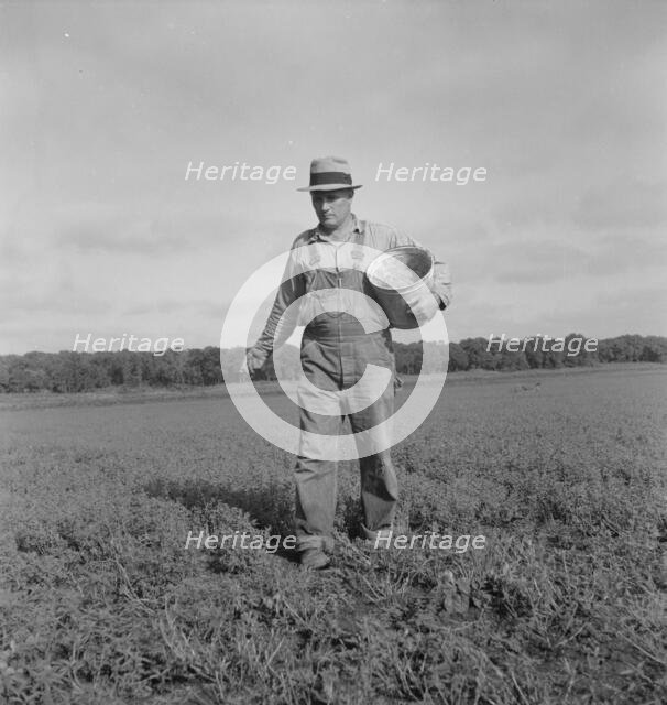 Tenant farmer spreading grasshopper bait, Oklahoma, 1937. Creator: Dorothea Lange.