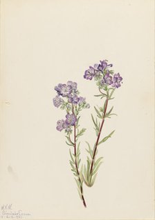 Sand Phacelia (Phacelia linearis), 1923. Creator: Mary Vaux Walcott.