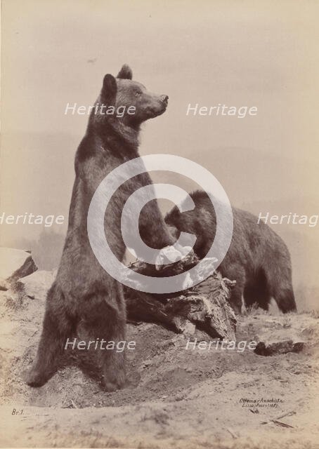 [Two Bears], 1889. Creator: Ottomar Anschütz.