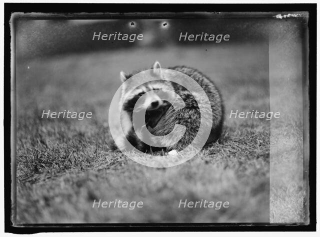 Raccoon, between 1913 and 1917. Creator: Harris & Ewing.