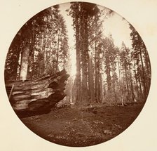 The Mother of the Forest From the Father of the Forest - Calavaras Grove, ca. 1878. Creator: Carleton Emmons Watkins.
