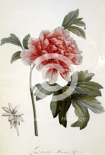Paeonia Moutan, 1799.