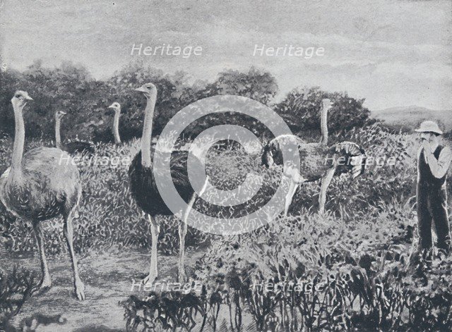 'Ostriches', 1924. Artist: Unknown.