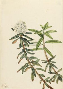 Labrador Tea (Ledum groenlandicum), 1922. Creator: Mary Vaux Walcott.