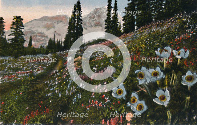 'The Anemone in Mount Rainier National Park', c1916. Artist: Asahel Curtis.