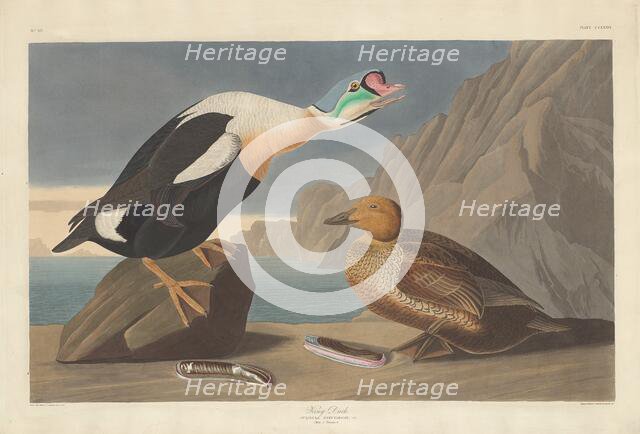 King Duck, 1835. Creator: Robert Havell.