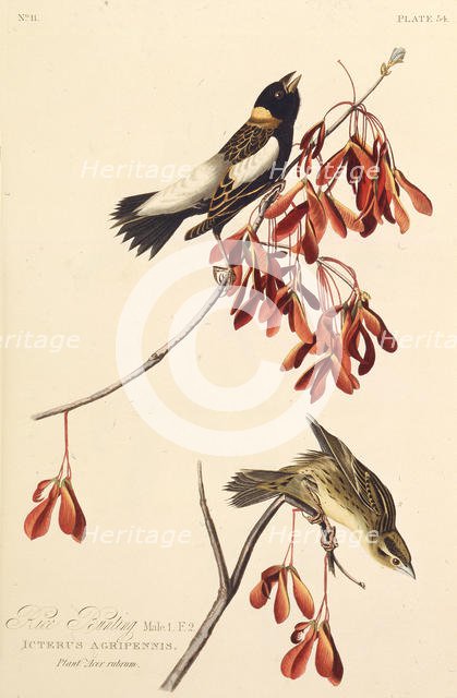 The Ricebird. From "The Birds of America", 1827-1838. Creator: Audubon, John James (1785-1851).