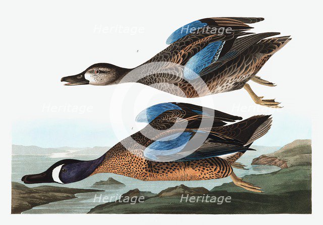 Blue  Winged Teal,  Anas Discors, 1845.
