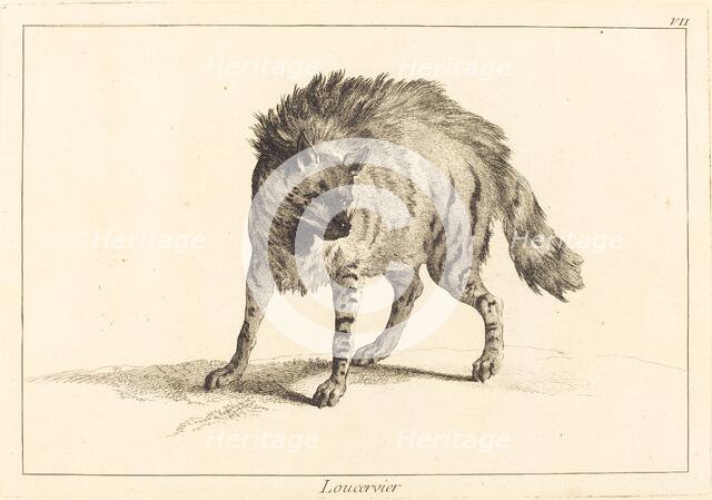 Loucervier (Hyena). Creator: Jacques Philippe Le Bas.