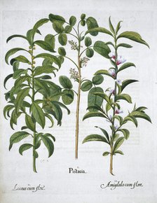 Pistachio Nut, Bay Tree (Laurus Nobilis) and Almond, 1613. Artist: Unknown