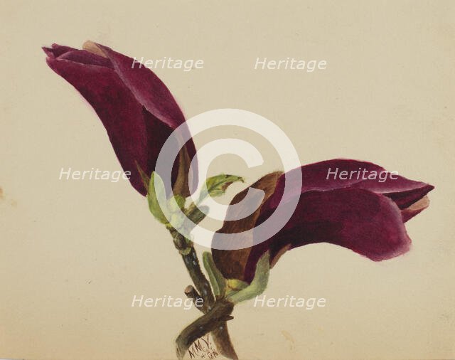 (Untitled--Flower Study), 1876. Creator: Mary Vaux Walcott.
