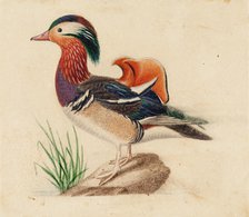 Mandarin Duck, Male. Creator: Ferdinand von Wright.