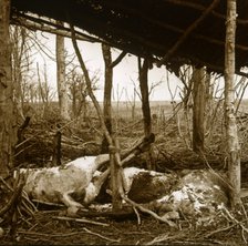 Dead horses, Verdun, northern France, c1914-c1918. Artist: Unknown.