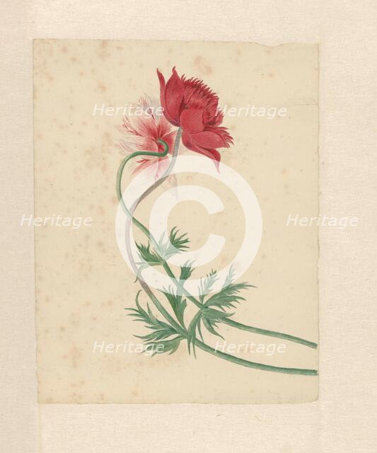 Two flowers, 1714-1760.  Creator: Michiel van Huysum.