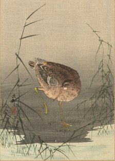 A snipe in a marsh, Between 1900 and 1915. Creator: Ohara, Koson (1877-1945).