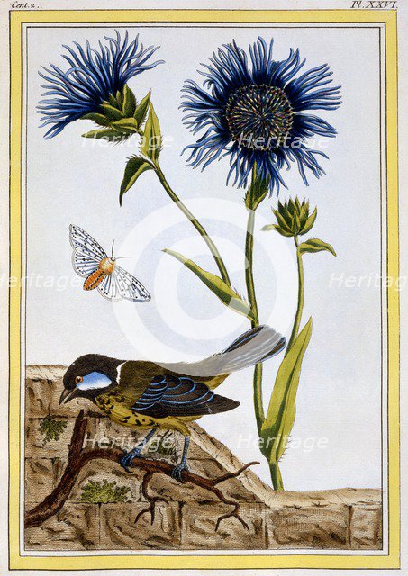 Cornflower,  pub. 1776. Creator: Pierre Joseph Buchoz (1731-1807).