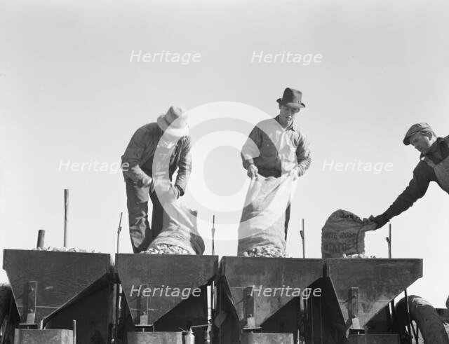 Loading bins of potato planter with fertilizer and seed..., Kern County, California, 1939. Creator: Dorothea Lange.