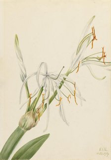 Spider Lily (Hymenocallis rotata), 1919. Creator: Mary Vaux Walcott.