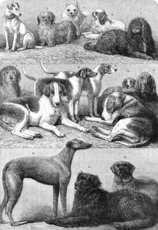 Prize dogs of the second International Dog Show at the Islington Agricultural Hall, 1864. Creator: Friedrich Wilhelm Keyl.