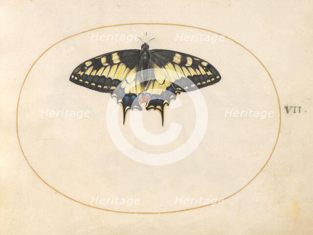 Plate 7: Swallowtail Butterfly, c. 1575/1580. Creator: Joris Hoefnagel.