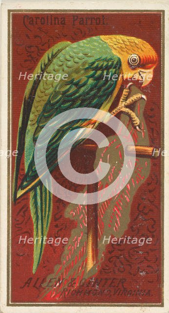 Carolina Parrot, from the Birds of America series (N4) for Allen & Ginter Cigarettes Brands, 1888. Creator: Allen & Ginter.