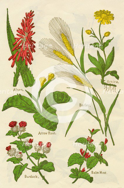 Flowers: Aloes, Arnica, Arrow Root, Barley, Balm Mint, Burdock, c1940.  Artist: Unknown.
