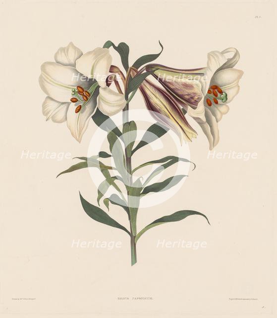 A Selection of Hexandrian Plants, belonging to the natural order of Amaryllidae..., 1831-1832. Creator: Robert Havell (British, 1769-1832).