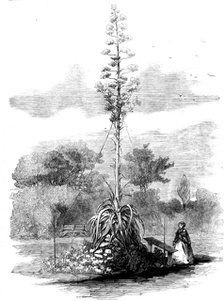 American Aloe in Bloom in the Gardens of the Royal Botanic Society, Regent's Park, 1858. Creator: Unknown.